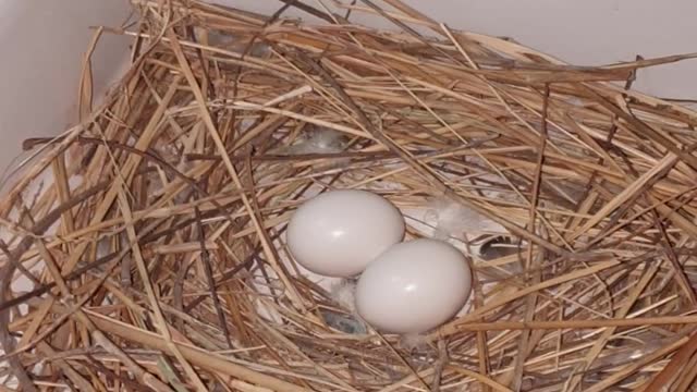 Dove Makes Nest in Bathroom Sink