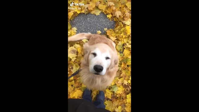 Happy Dog Compilation 😂😄😄😍