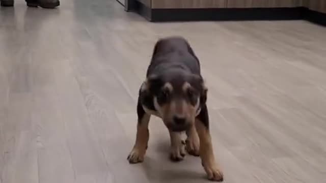 He really did the 🦗🦟#happydog #puppy #dog #funnyvideo #animals #foryou #foryoupage #fypシ #dogsoftiktok #viral #fypage