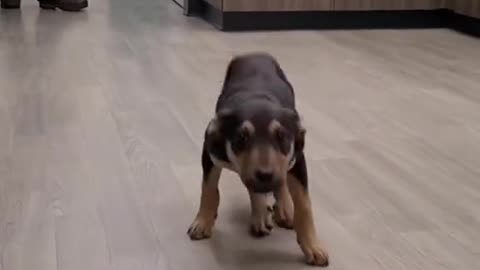 He really did the 🦗🦟#happydog #puppy #dog #funnyvideo #animals #foryou #foryoupage #fypシ #dogsoftiktok #viral #fypage