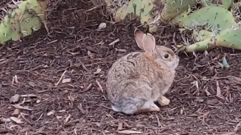A Year for Rabbits and Classified Documents!