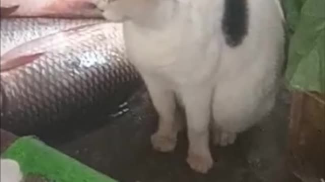 Cat funny videos fish and cat funny