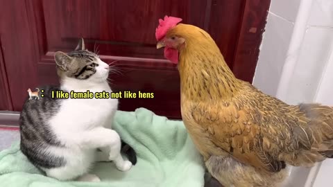 hens are so bad