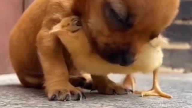 Un petit chiens et un petit poul qui joue ensemble