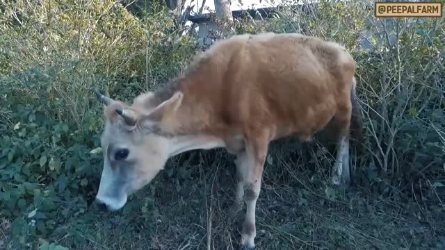 Adorable 🥰 Cow rescue