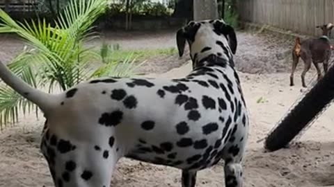 Dalmatian or Doberman? I love Both of course. U tell me 🌴 👍 👌