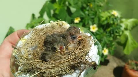 Parasitization by Philornis sp fly larvae in Double-collared Seedeater