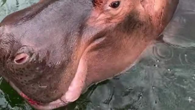 hippo