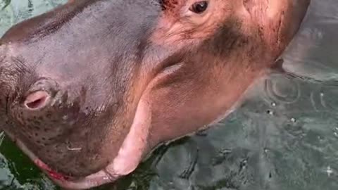 hippo