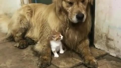 rude little kitten