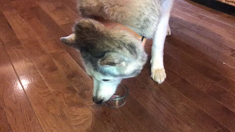 Stubborn husky goes nuts over wine