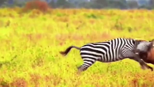 A lion backflips to hunt a zebra