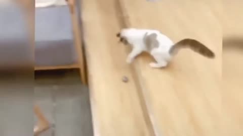 Cat Run And Fall