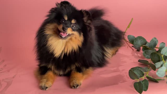 cute and cute dog