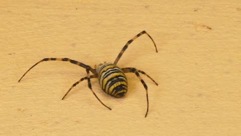 THE BRUTAL BATTLE OF THE WASP SPIDER AND WASPS FROM THE WASP NEST! [Live feeding!]-13