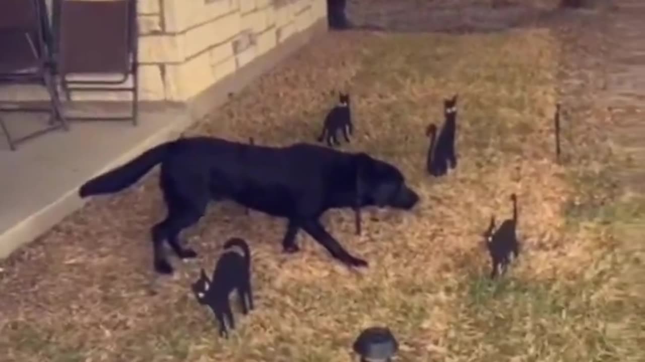 Doggo didn’t know how to handle all the halloween cat decorations, so he just froze..🐈‍⬛🐕🐈‍⬛😅