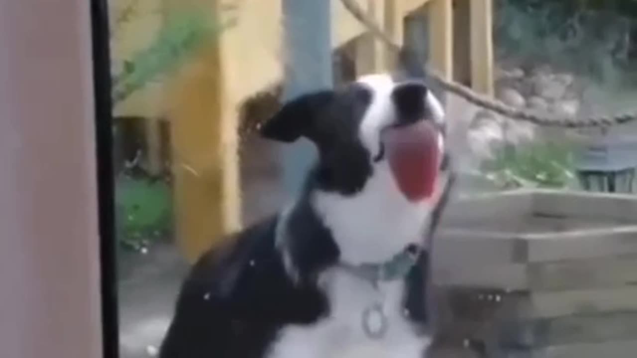 Funny Dog Videos: Pets That Are Just Too Stupid | Pets Town