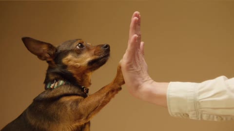 Pets dogs