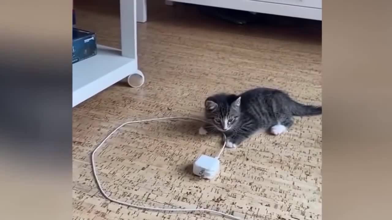 HOLD LAUGHTER MINUTES FUNNY BEHAVIOR VIDEO CAT MAKE - COLLECTION OF FUNNY VIDEOS