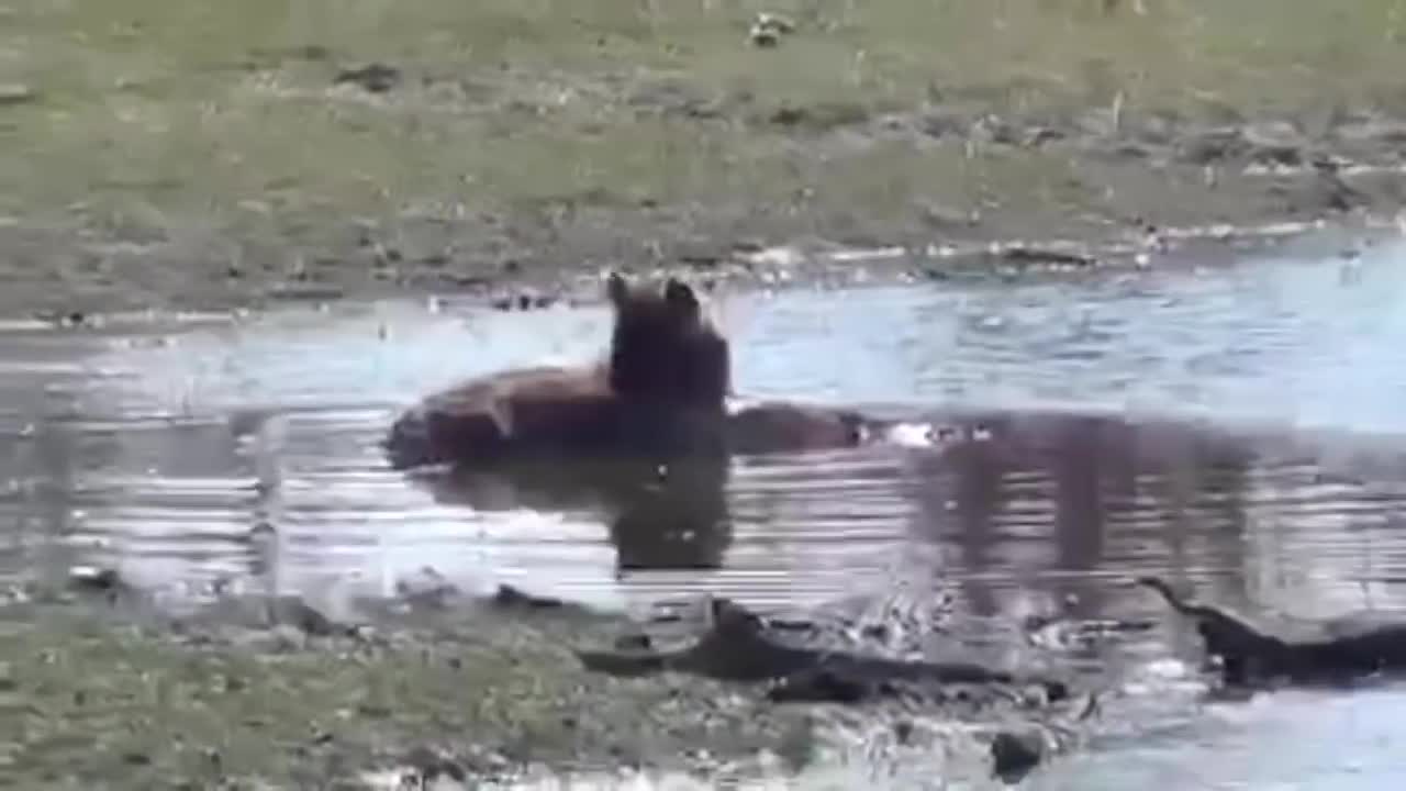 UNHAPPY CROC HAS UNINVITED GUEST| WILDLIFE