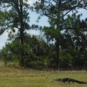 Gator Run at Venus Ranch. Not even 8am Friday morning yet