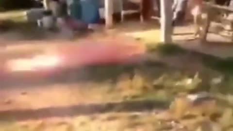 Try not to laugh🤣 Funny animals😹‖ #shorts #funnyvideos