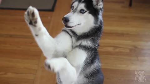 Dubstep Siberian Husky!