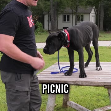 Top 3 Reasons YOU Should Use a Heelers Box