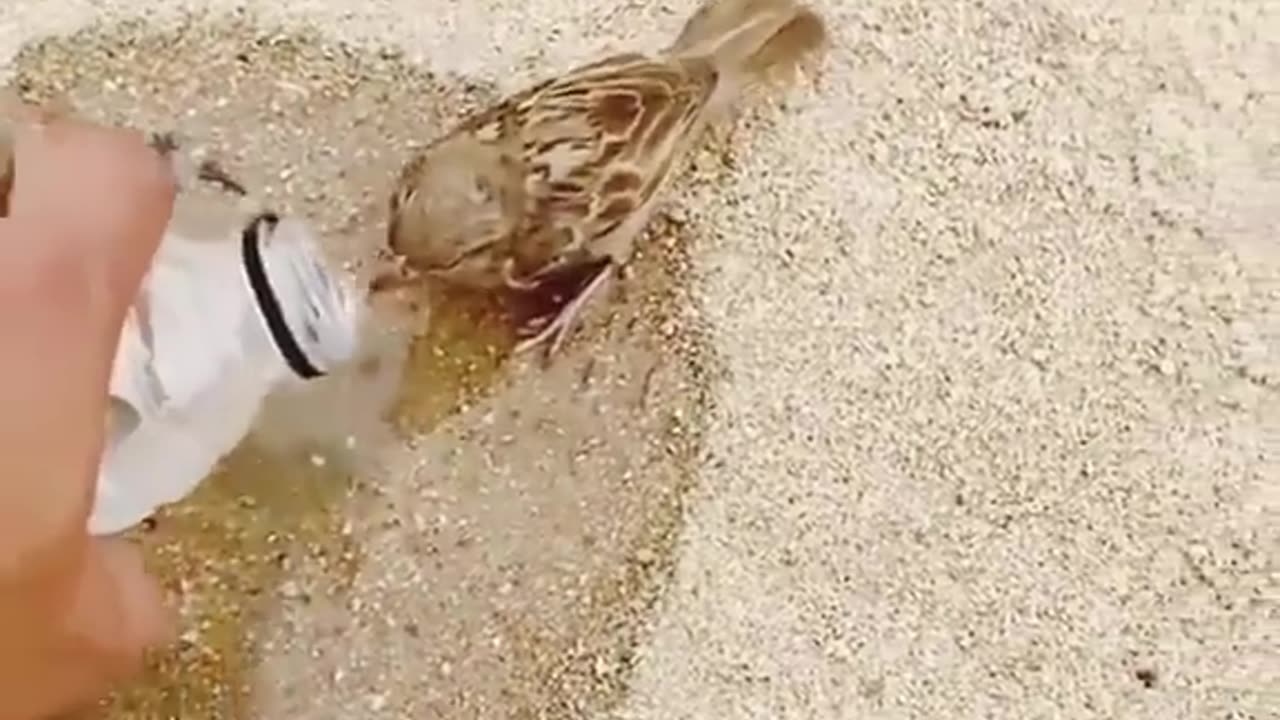 Save Bird 🐦 Keep water 💦 for him