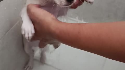 Taking bath my little Chihuahua puppy 🤗