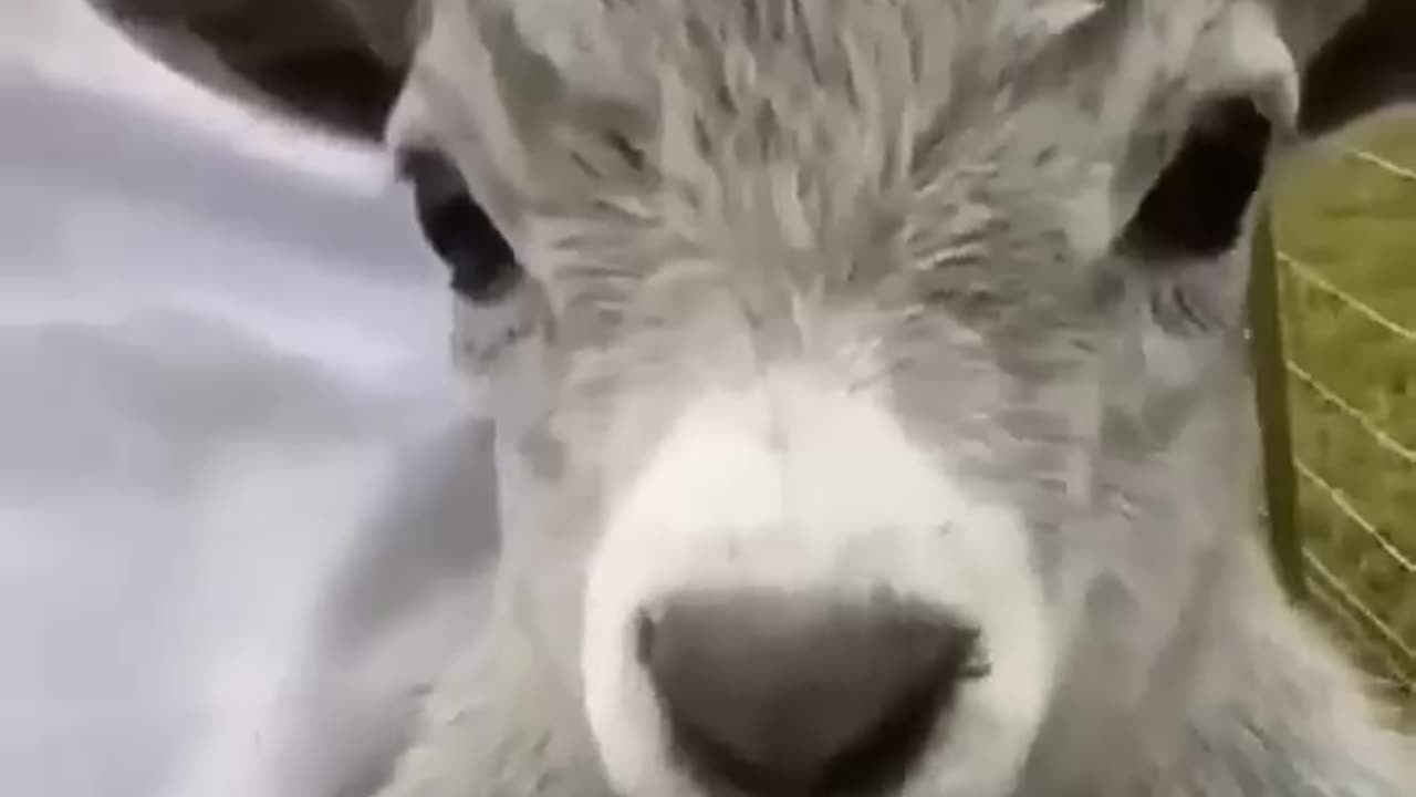 Funny Animal video