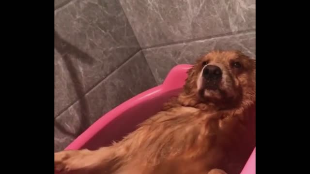 The dog looks so funny in the bath