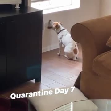 Quarantined doggy is clearly losing his mind