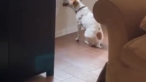 Quarantined doggy is clearly losing his mind