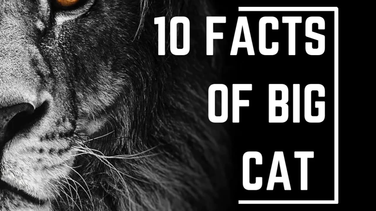 10 Facts Of Big Cat The Lion