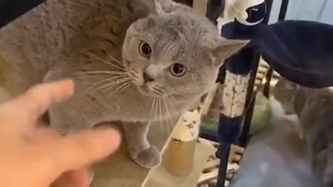 CAT IS ANNOYED WHEN IT WILL BE TOUCHED