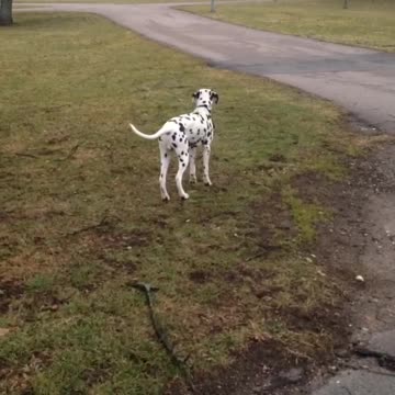 Walking with my lovely dog