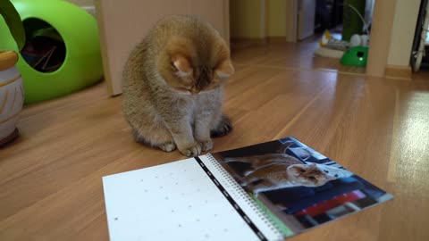 Hosico Calendar 2020!