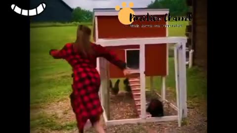 The funny behavior of CHICKENS in the World | funny videos 2024