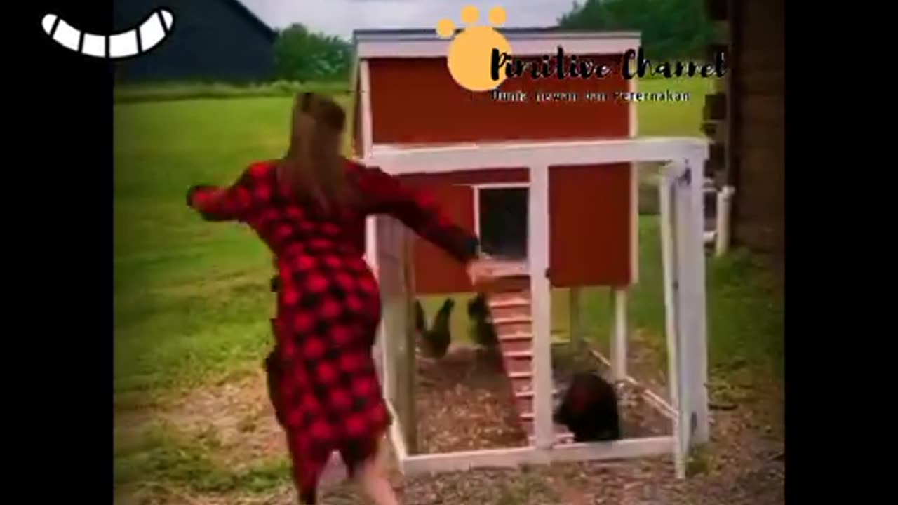 The funny behavior of CHICKENS in the World | funny videos 2024