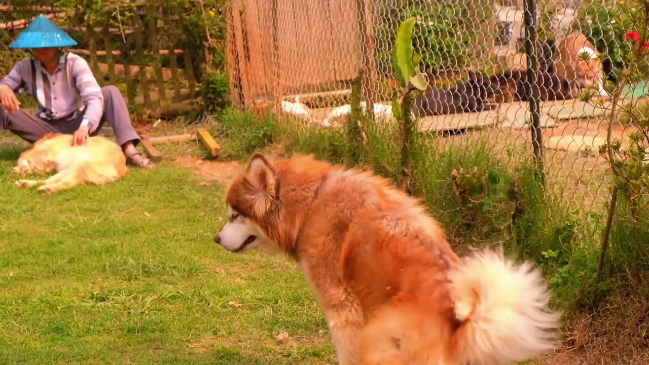 Animaux les plus drôles 2023 😂 Vidéos drôles de chats et de chiens