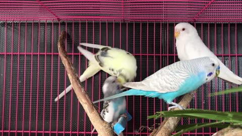 A Kaleidoscope of Beauty: The Enchanting World of Australian Parrots