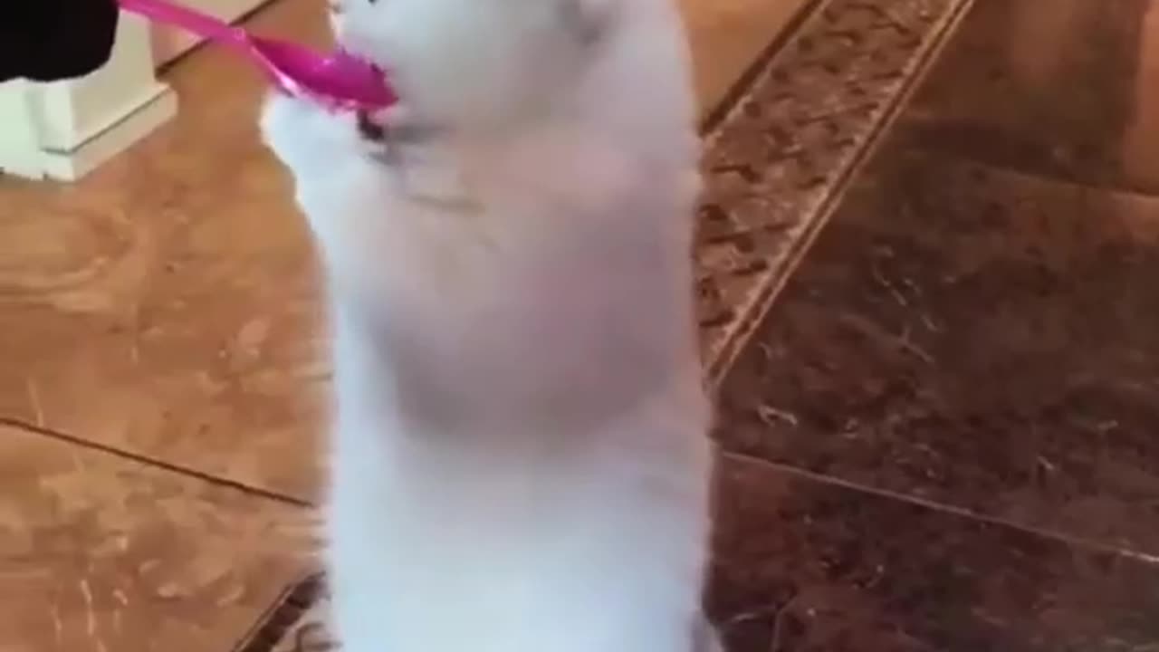 Funny cats dogs videos 😅