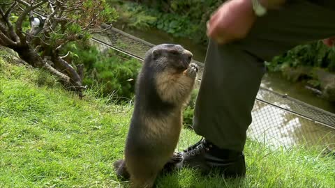 The "marmot granddad" of the Austrian Alps