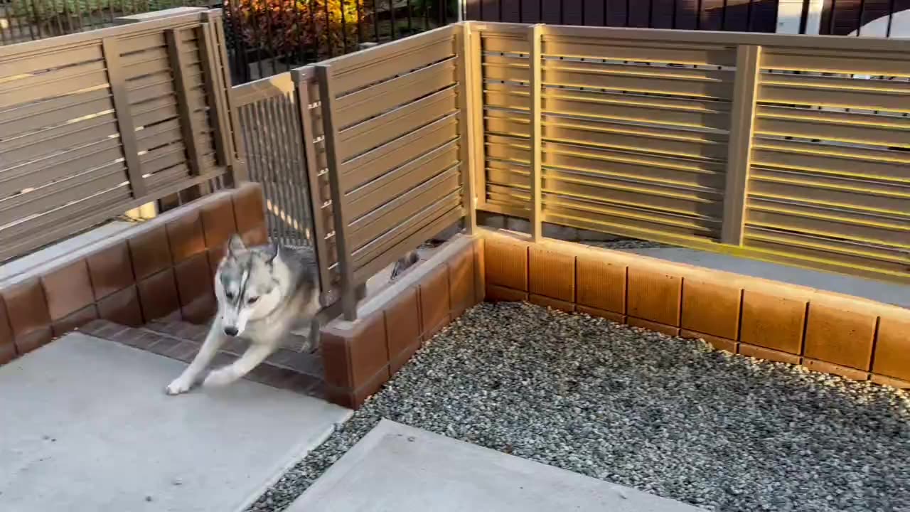 Husky New Generation Training