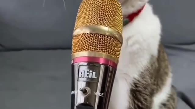 Cute cat singing