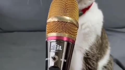 Cute cat singing