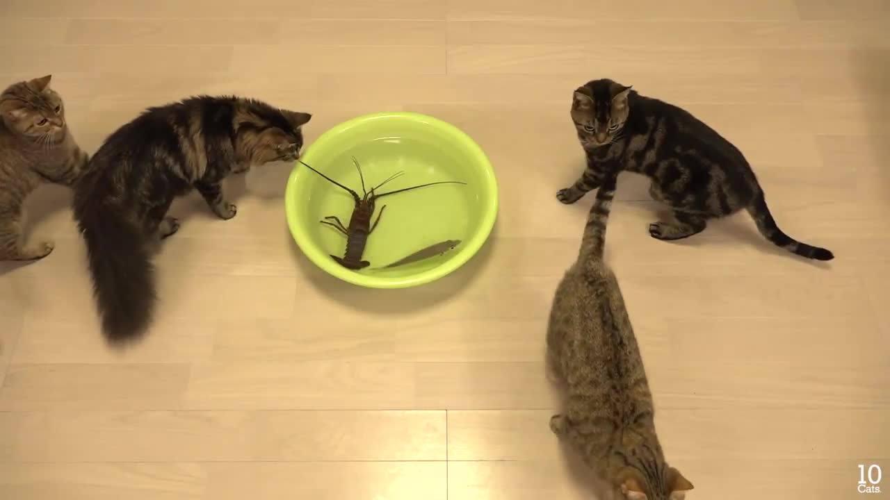 Cat vs fish so funny fight