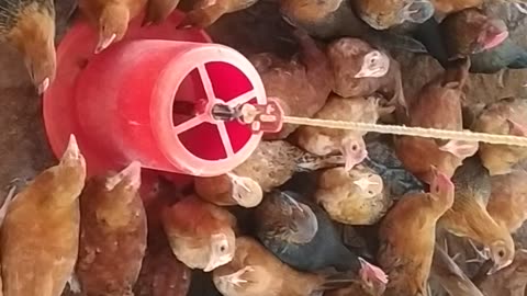 Pure local hen