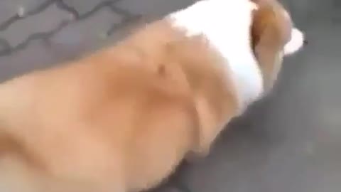 Strolling pet